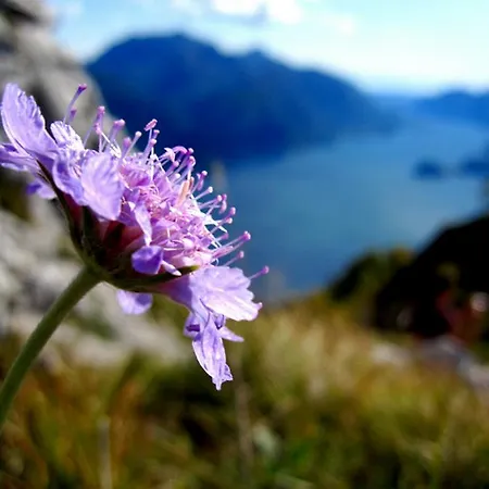 Appartamento Belmonte Del Lario Pianello Del Lario